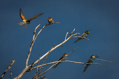 Low angle view of birds on tree against blue sky