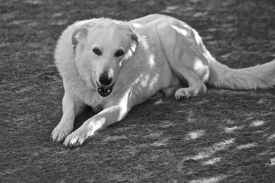 Portrait of dog relaxing outdoors