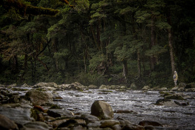 Stream flowing through rocks in forest