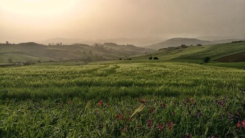 Scenic view of field against sky