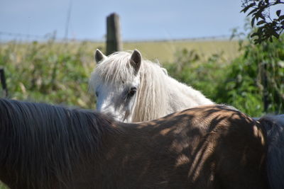 Horse in a field