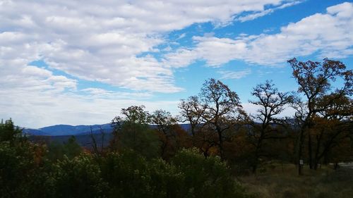 Trees on landscape against sky