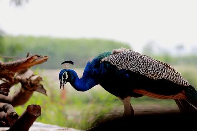 Close-up of a peacock