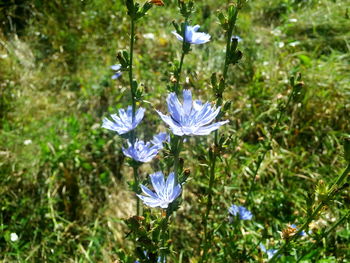 Close-up of purple flowers blooming outdoors