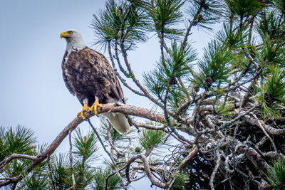 Low angle view of eagle perching on tree against sky