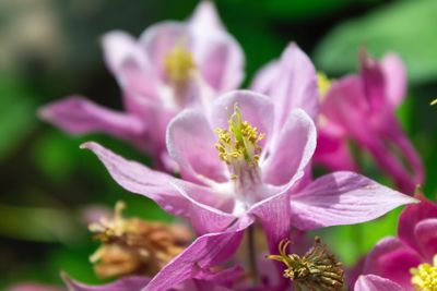 Close-up of pink flowering plant