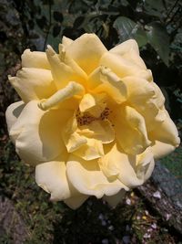Close-up of pink flowers blooming outdoors