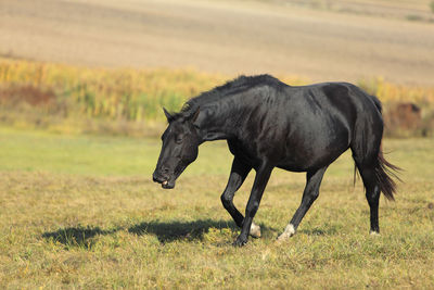 Black horse troting and neighing in a field.