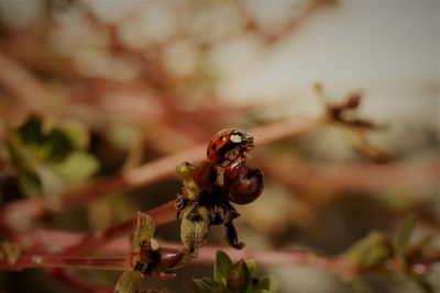 Close-up of insect on plant