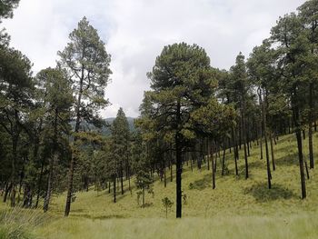 Trees on field against sky