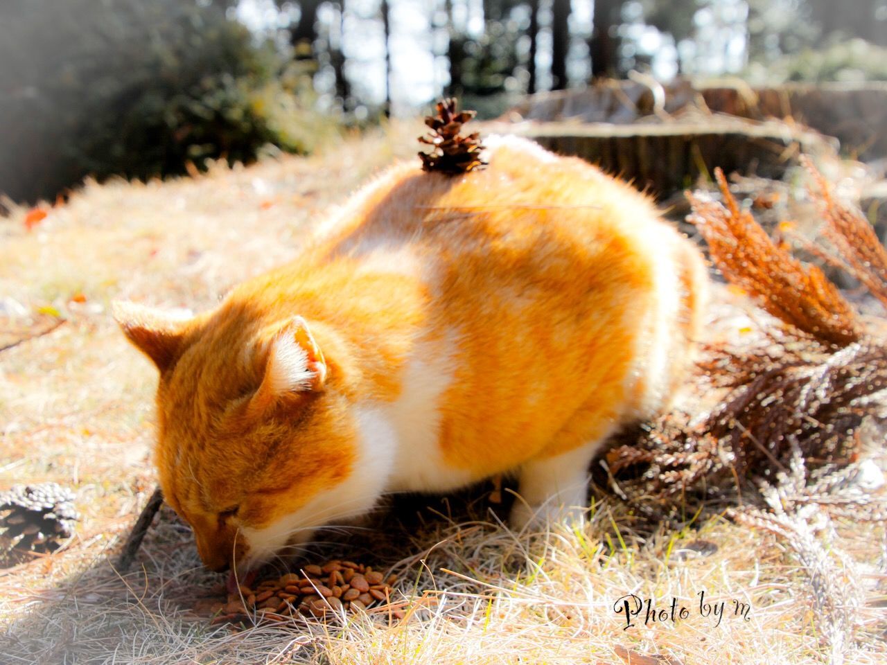 animal themes, one animal, mammal, domestic animals, focus on foreground, pets, brown, close-up, domestic cat, outdoors, nature, day, no people, whisker, zoology, full length, feline, cat, field, side view