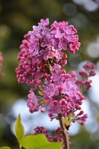 Close-up of pink flowers blooming outdoors