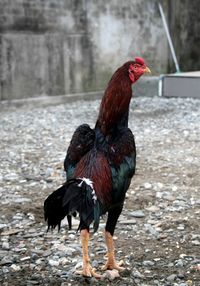 Side view of a rooster