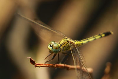 Close-up of dragonfly on plant