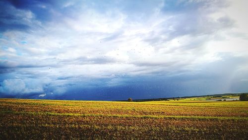 Scenic view of field against sky