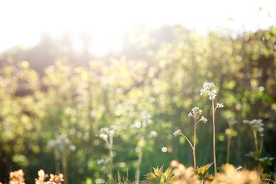 Plants growing outdoors