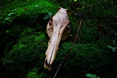 Close-up of animal skull on tree