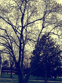 Bare trees against sky