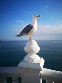 Seagull perching on a sea against sky