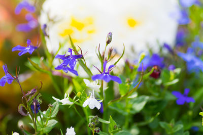 Close-up of purple flowering plants