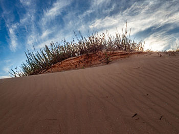 Plants growing on land against sky