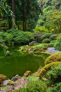 Scenic view of forest