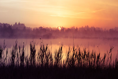 A beautiful, pink sunrise over the swamp. sun rising in wetlands, purple misty atmosphere.