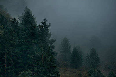 Pine trees in forest against sky