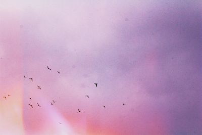 Low angle view of silhouette birds flying against sky