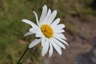 Close-up of white daisy blooming outdoors