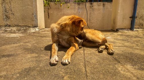 Dogs relaxing on footpath in city