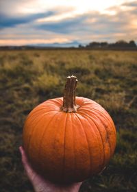 Pumpkins on field