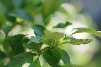 Close-up of fresh green leaves