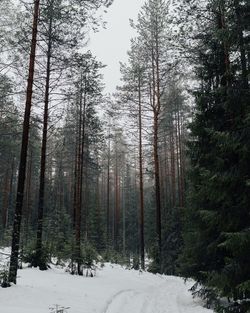 Pine trees in forest during winter