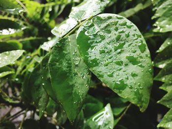 Close-up of wet plant