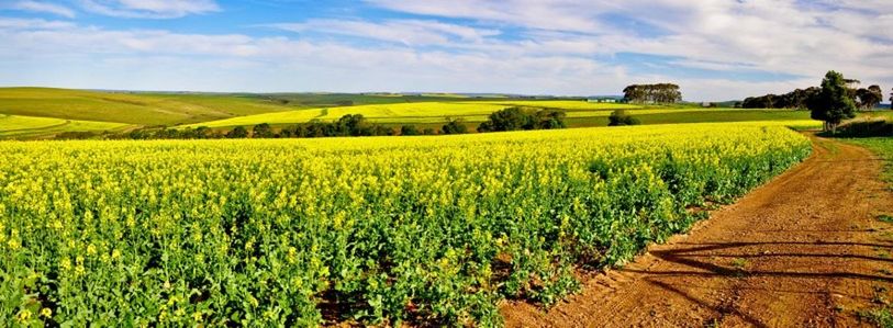 agriculture, rural scene, field, farm, crop, growth, landscape, cultivated land, tranquil scene, tranquility, beauty in nature, sky, yellow, nature, scenics, cultivated, plantation, oilseed rape, vineyard, plant