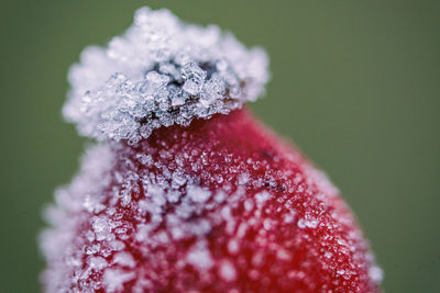 Close-up of frozen plant