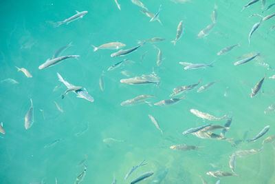 High angle view of fishes swimming in sea