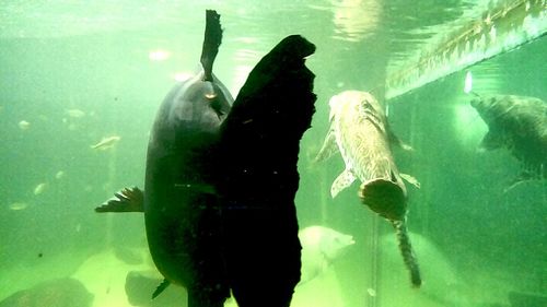 Close-up of fish swimming in aquarium