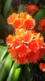 Close-up of red flower