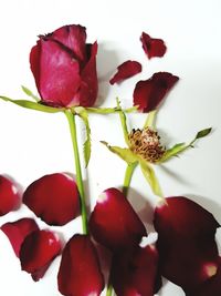 Close-up of red roses against white background