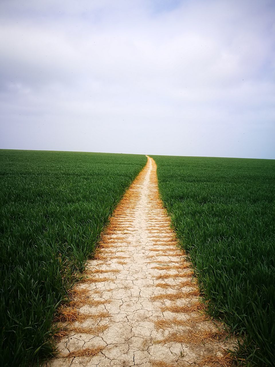 SCENIC VIEW OF WHEAT FIELD