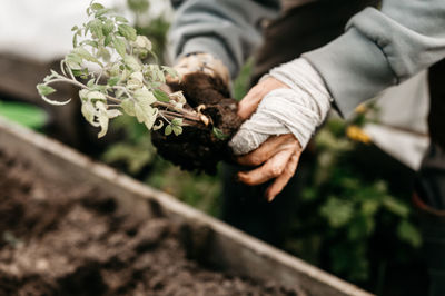 Female hands senior woman planting seedlings sprouts vegetable plant tomatoes in soil in a garden