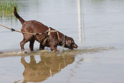 Dog standing on riverbank