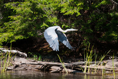 High angle view of gray heron flying over lake