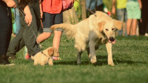 Low section of man with dog walking on grass