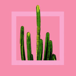 Close-up of cactus plant against wall