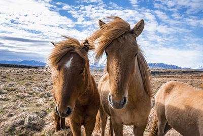 Close-up of icelandic horses standing on grassy field in valley against blue sky