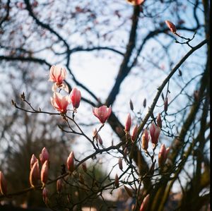 Low angle view of pink cherry blossoms on tree