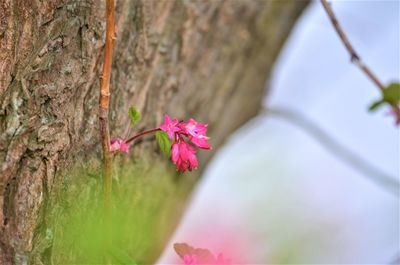 Close-up of pink flower on tree trunk